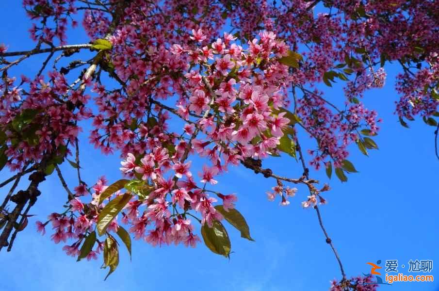 貴州三大花海,3月進入盛放期? 貴州三大花海,3月進入盛放期?