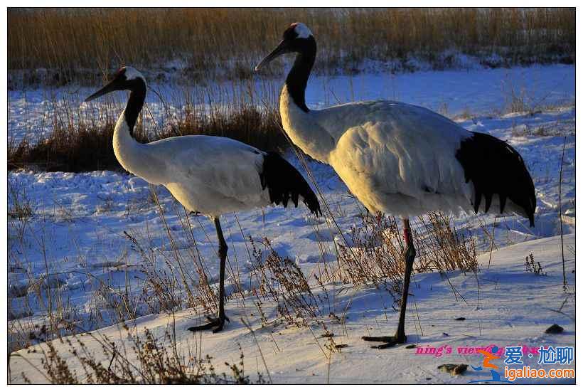 秋冬季去哪里觀鳥？盤點中國11大候鳥觀賞地？