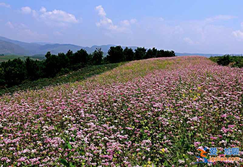 貴州三大花海,3月進入盛放期? 貴州三大花海,3月進入盛放期?