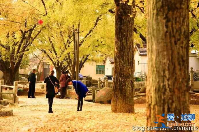 秋天到了，全國各城市賞銀杏圣地盤點？