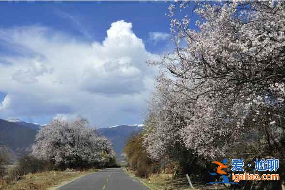 2017林芝桃花節，林芝地區桃花節詳情？