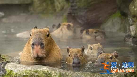 愛泡溫泉的小動物：日本不僅人類泡溫泉，動物也喜歡！？