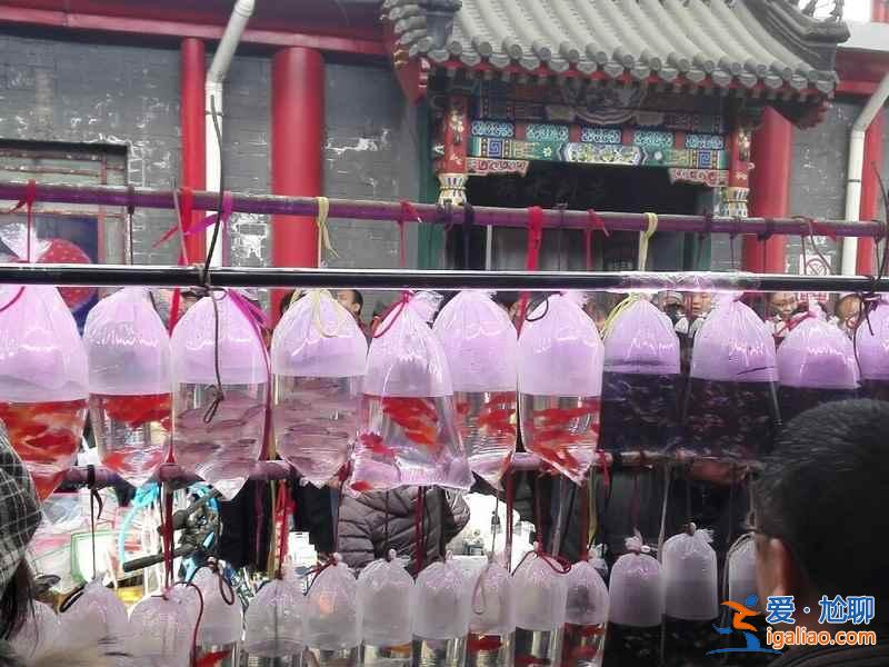 北京花鳥魚蟲市場在哪，北京四大花鳥魚蟲市場？