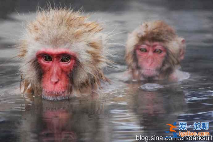 愛泡溫泉的小動物：日本不僅人類泡溫泉，動物也喜歡！？