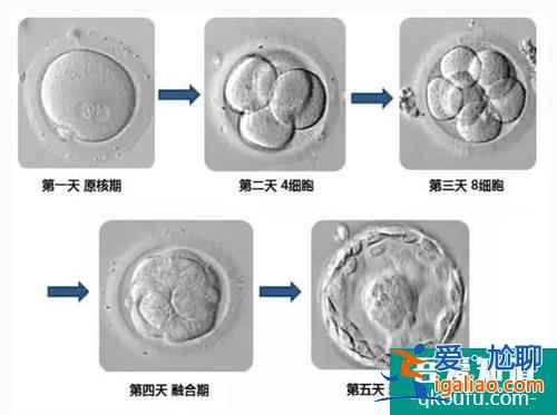 試管嬰兒胚胎是如何培養(yǎng)的？？