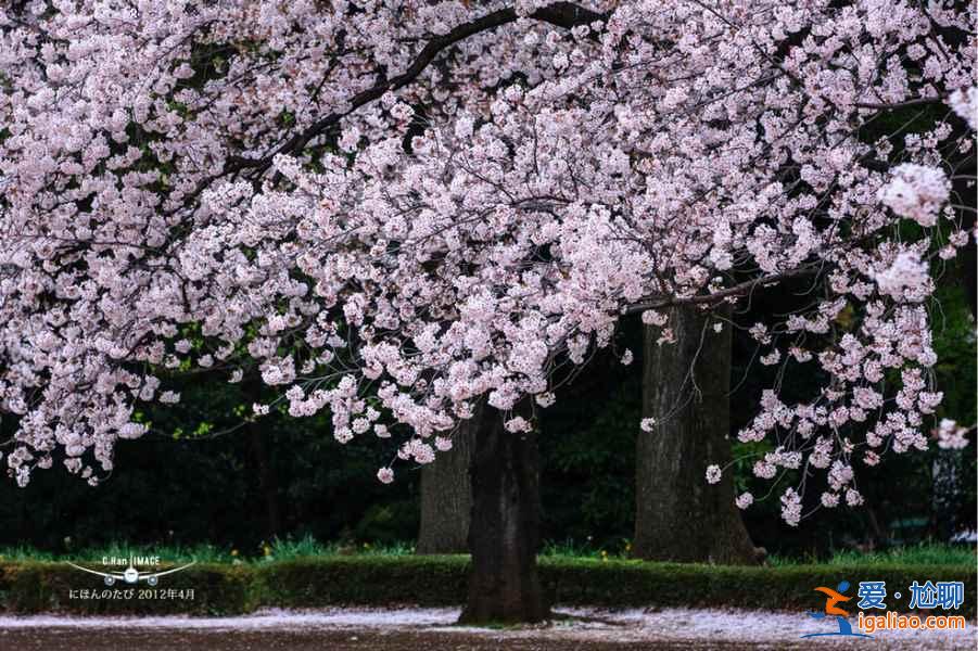 又到一年賞花時，東京賞櫻名所大全？