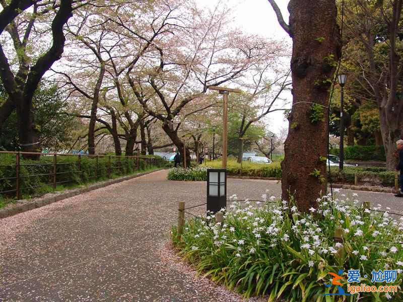 又到一年賞花時，東京賞櫻名所大全？