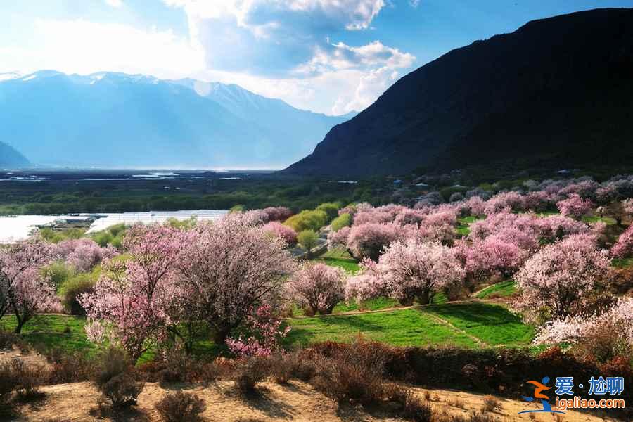 中國最美春天在哪里?? 中國最美春天在哪里??