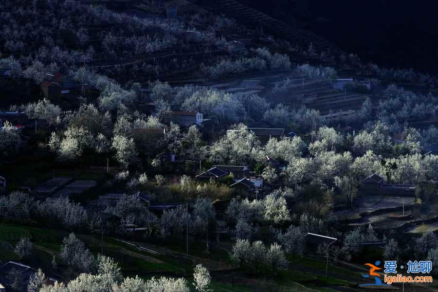 中國最美春天在哪里?? 中國最美春天在哪里??