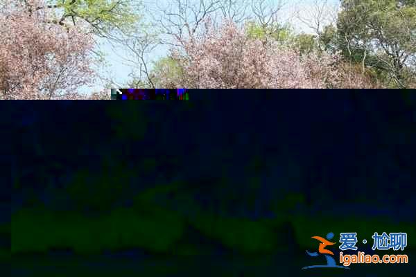 中國最美春天在哪里?? 中國最美春天在哪里??