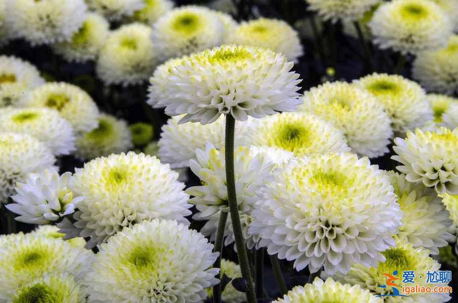 【秋季賞菊】2016國(guó)內(nèi)七大熱門菊花展？