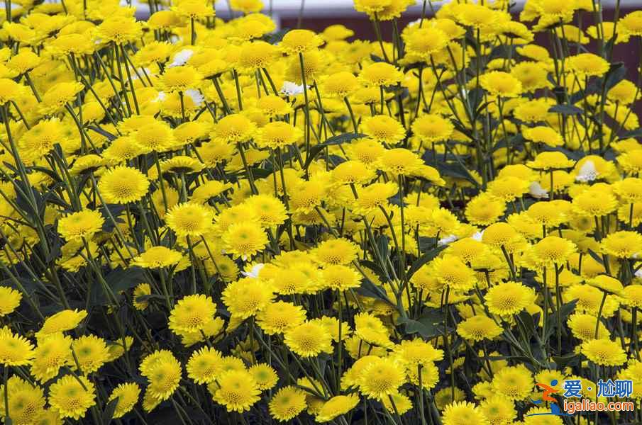 【秋季賞菊】2016國(guó)內(nèi)七大熱門菊花展？