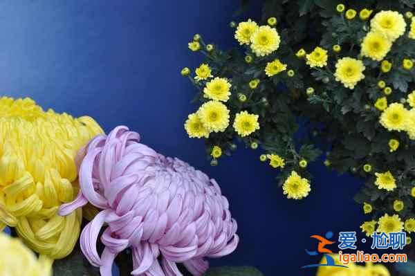 【秋季賞菊】2016國(guó)內(nèi)七大熱門菊花展？