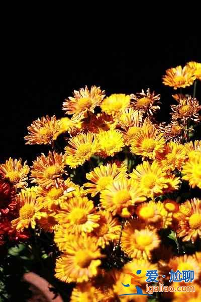 【秋季賞菊】2016國(guó)內(nèi)七大熱門菊花展？