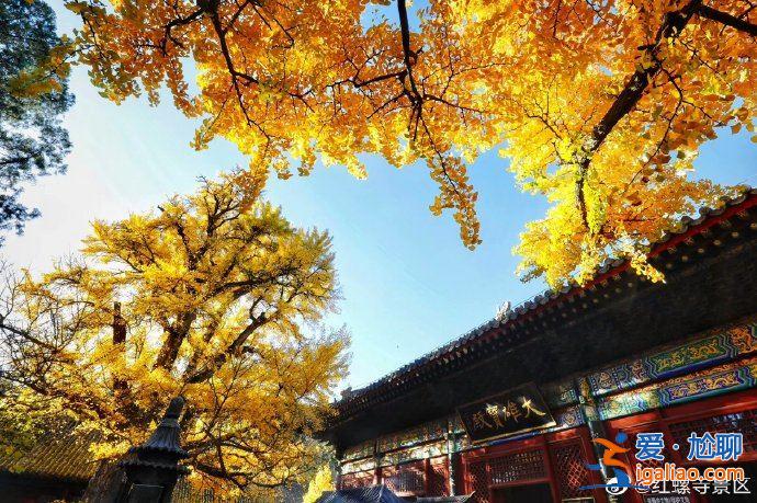 走進(jìn)明星丨屈楚蕭戀情帶動(dòng)紅螺寺上熱搜 官博調(diào)侃：風(fēng)評(píng)被害