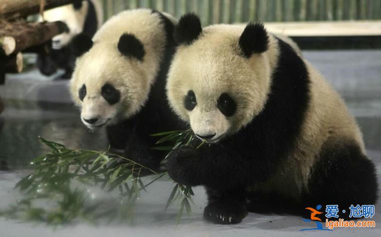南京一動物園直播籌款|揭不開鍋了，一天數(shù)場直播[籌款]？