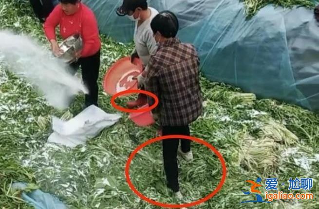安徽村民腌制酸菜時(shí)穿鞋踩踏，目前正在調(diào)查中？