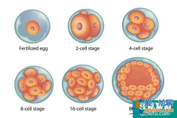 去做試管,取卵數(shù)量越多成功率就越高嗎?? 去做試管,取卵數(shù)量越多成功率就越高嗎??