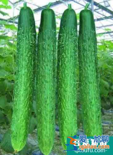 腌黃瓜的做法大全帶來夏天清爽新吃法? 腌黃瓜的做法大全帶來夏天清爽新吃法?