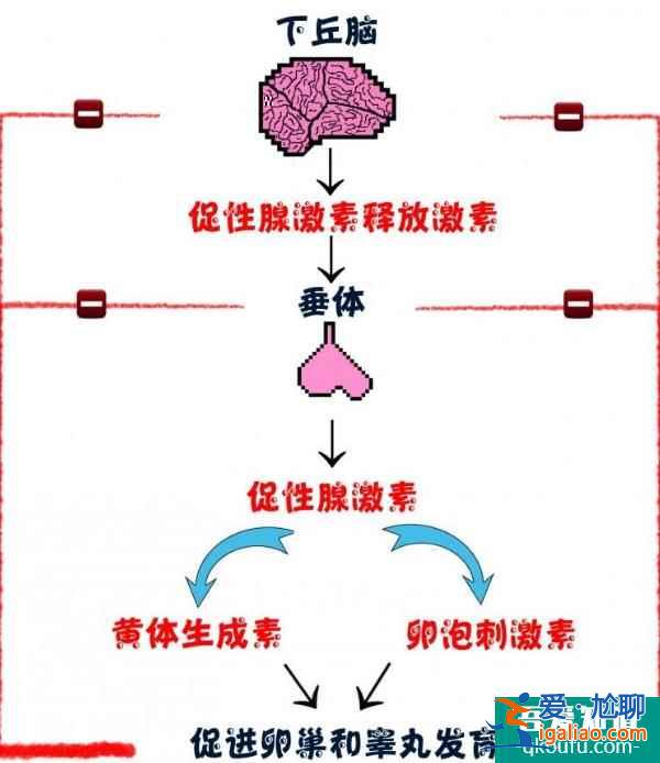 卵泡發育不良如何通過第三代試管嬰兒助孕成功？