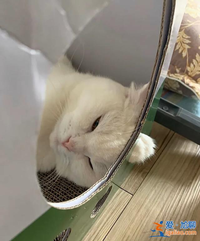 #一看就想笑的動物#主人回家看到貓在睡覺，定睛一看，貓竟多了一個“角”