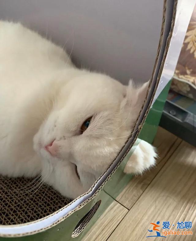 #一看就想笑的動物#主人回家看到貓在睡覺，定睛一看，貓竟多了一個“角”