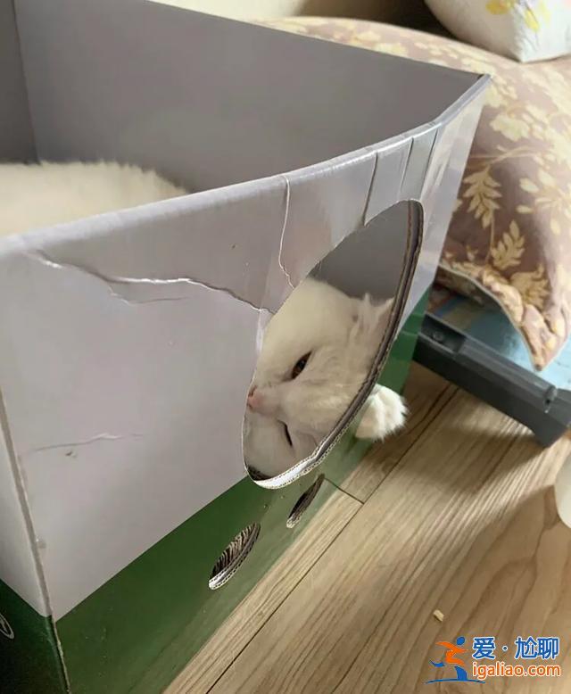 #一看就想笑的動物#主人回家看到貓在睡覺，定睛一看，貓竟多了一個“角”