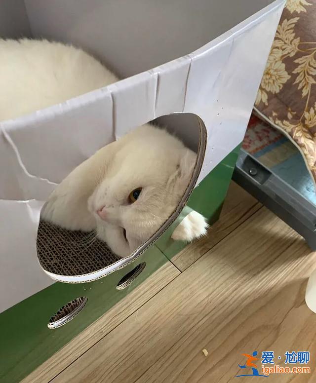 #一看就想笑的動物#主人回家看到貓在睡覺，定睛一看，貓竟多了一個“角”