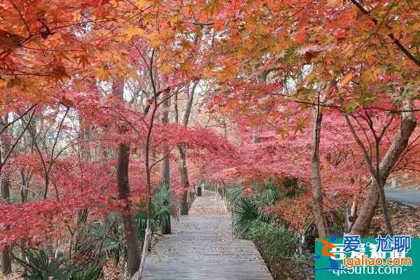 2022受疫情影響南京棲霞山和棲霞古寺不舉行跨年活動(dòng)？