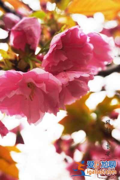 2017西安去哪賞櫻花,2017西安櫻花推薦地? 2017西安去哪賞櫻花,2017西安櫻花推薦地?