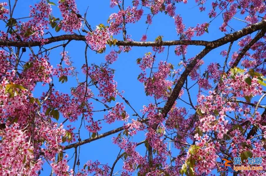 2017西安去哪賞櫻花,2017西安櫻花推薦地? 2017西安去哪賞櫻花,2017西安櫻花推薦地?