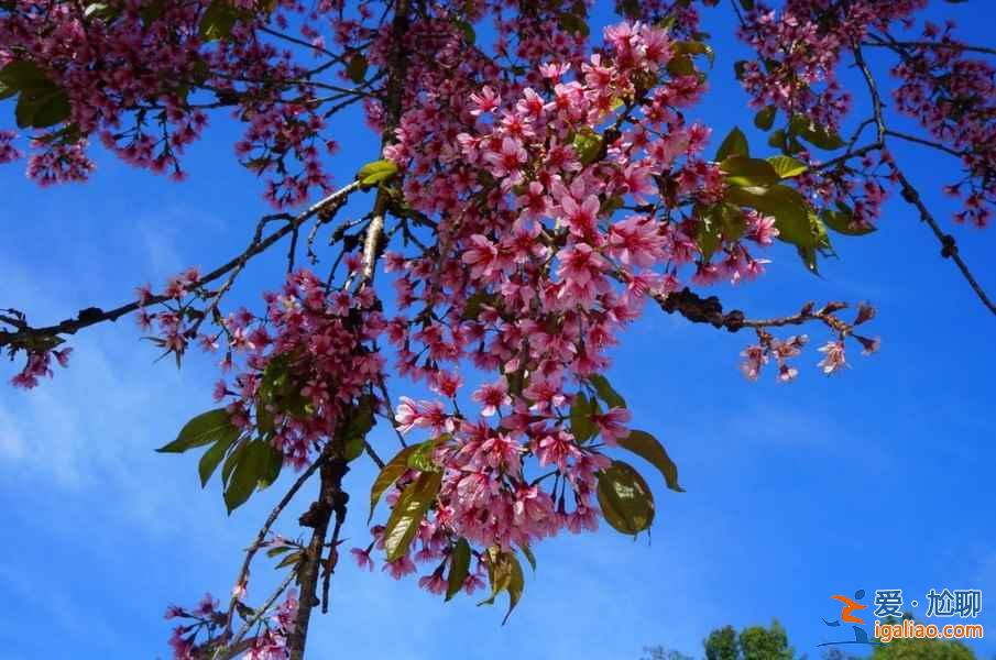 2017西安去哪賞櫻花,2017西安櫻花推薦地? 2017西安去哪賞櫻花,2017西安櫻花推薦地?