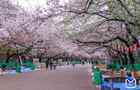【東京哪里看櫻花好】東京賞櫻勝地，東京5大櫻花觀賞地推薦？