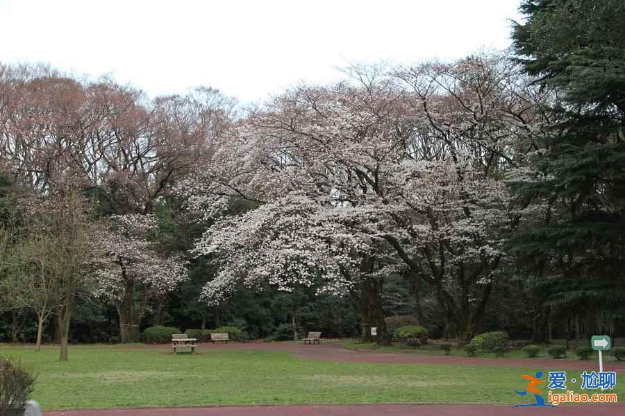 【東京哪里看櫻花好】東京賞櫻勝地，東京5大櫻花觀賞地推薦？