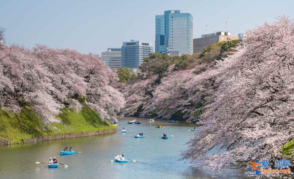 【東京哪里看櫻花好】東京賞櫻勝地，東京5大櫻花觀賞地推薦？