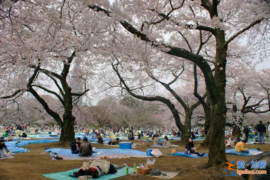【東京哪里看櫻花好】東京賞櫻勝地，東京5大櫻花觀賞地推薦？