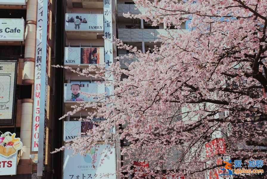 【東京哪里看櫻花好】東京賞櫻勝地，東京5大櫻花觀賞地推薦？
