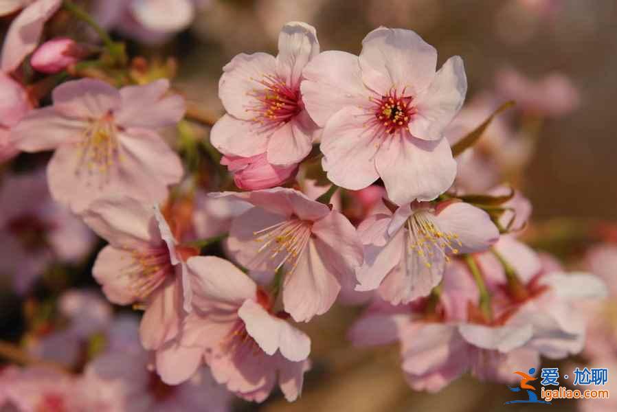 【中國賞櫻花的地方】2017中國各地櫻花花期預測？