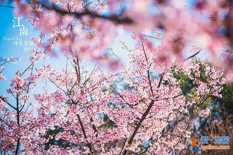 【中國賞櫻花的地方】2017中國各地櫻花花期預測？