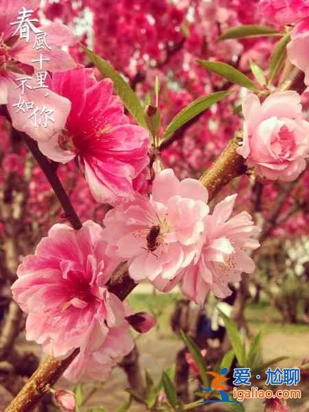 【中國賞櫻花的地方】2017中國各地櫻花花期預測？