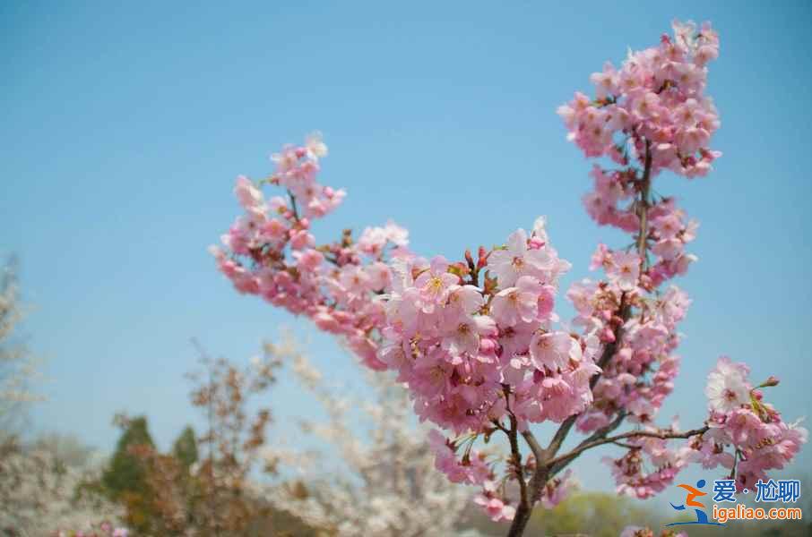【中國賞櫻花的地方】2017中國各地櫻花花期預測？