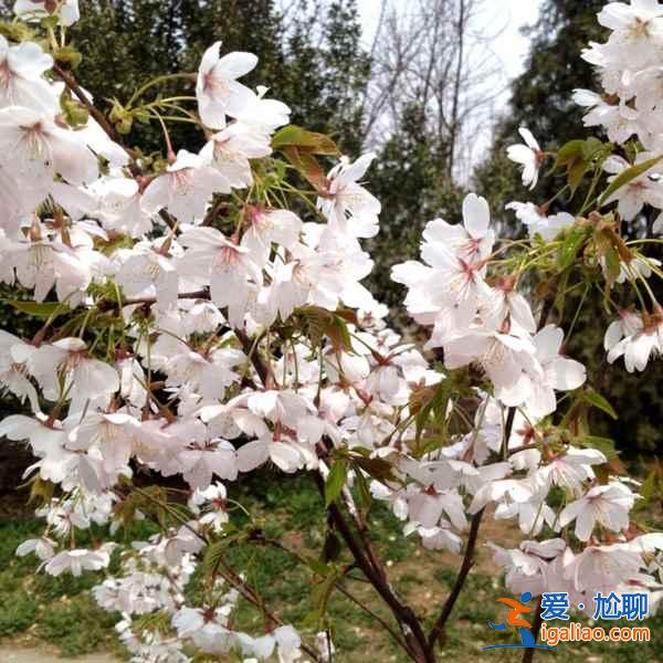 【中國賞櫻花的地方】2017中國各地櫻花花期預測？