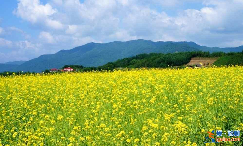 5月油菜花，5月哪里可以看油菜花？