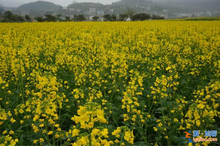 貴州油菜花景點在哪里，貴州5大賞油菜花圣地？