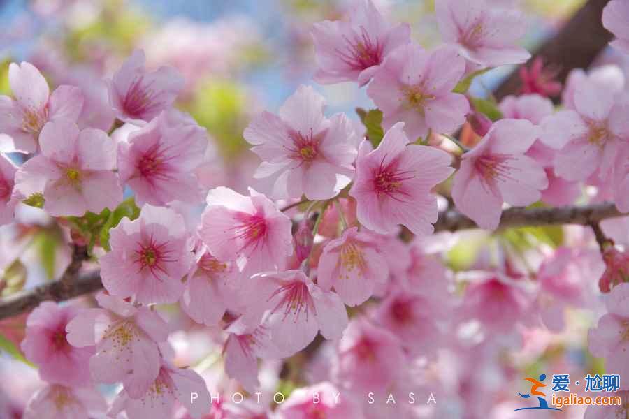 2017日本櫻花已經(jīng)開了，你造嗎？？