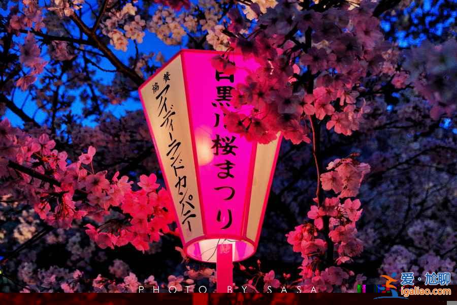 2017日本櫻花已經(jīng)開了，你造嗎？？