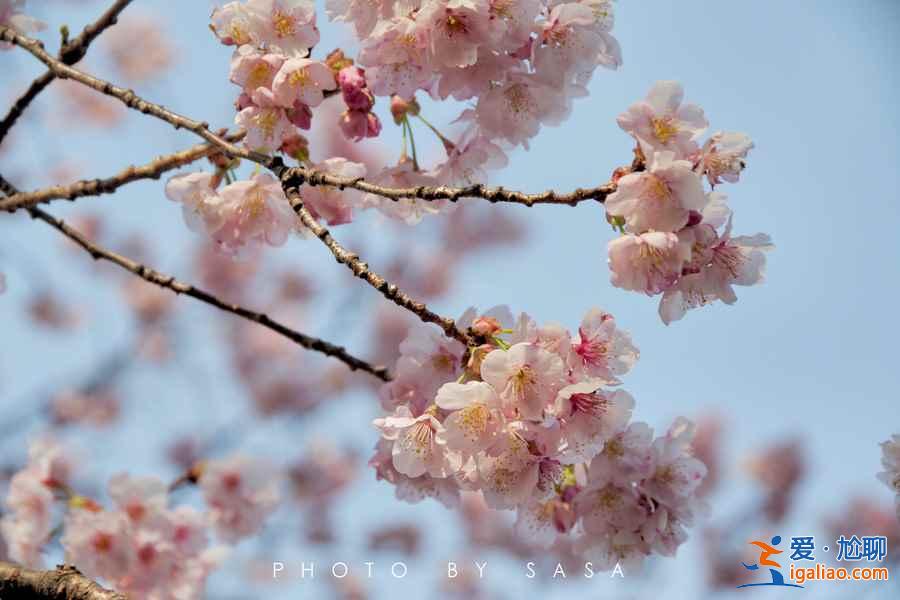 2017日本櫻花已經(jīng)開了，你造嗎？？
