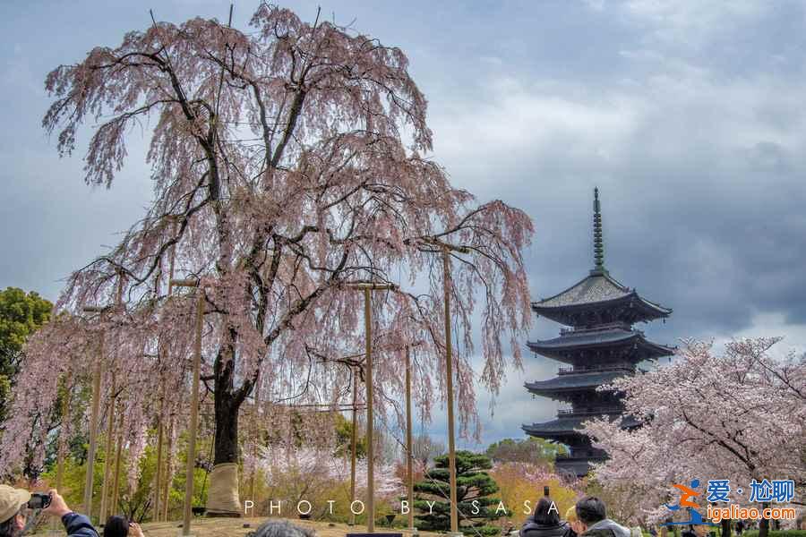 2017日本櫻花已經(jīng)開了，你造嗎？？