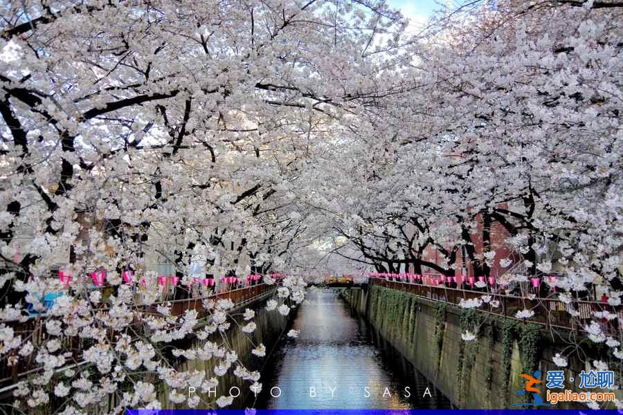 2017日本櫻花已經(jīng)開了，你造嗎？？