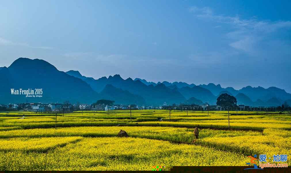 貴州油菜花景點在哪里，貴州5大賞油菜花圣地？
